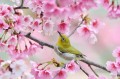 春の花の鳥のコウライウグイス 写真からアートへの絵画